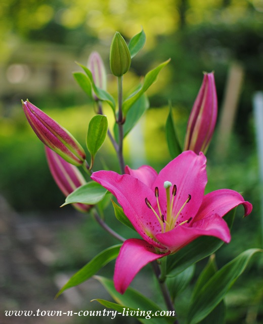 Pink Oriental Lilies add a shot of color to the garden