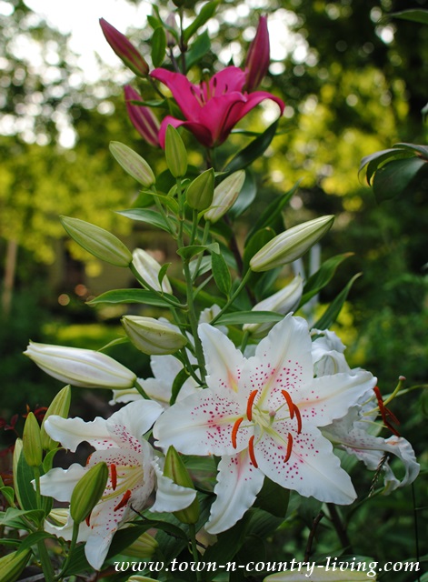 Pink and White Oriental Lilies, stunning and easy to grow