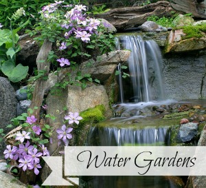 Backyard Water Gardens