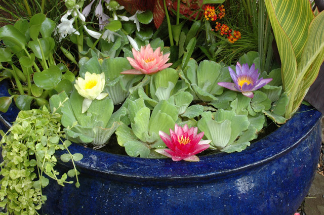 Water Lilies in a Container Water Garden