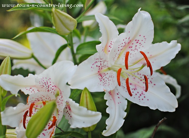 White Oriental Lilies in the Garden
