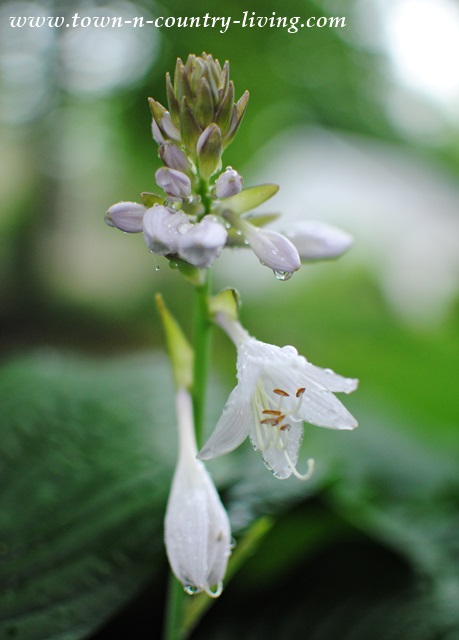 White flowering hosta after a soft rainfall. A perfect perennial for shade gardens.