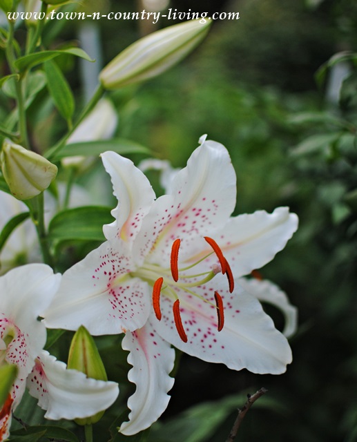 White Oriental Lily in an Illinois Garden