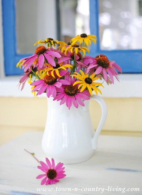 Coneflowers and Rudbeckias in white ironstone pitcher