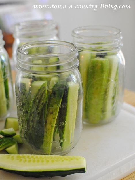 Making dill pickles from garden fresh cucumbers
