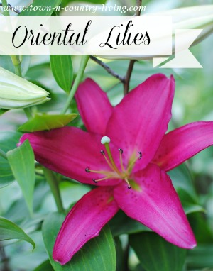 Oriental Lilies in the Garden