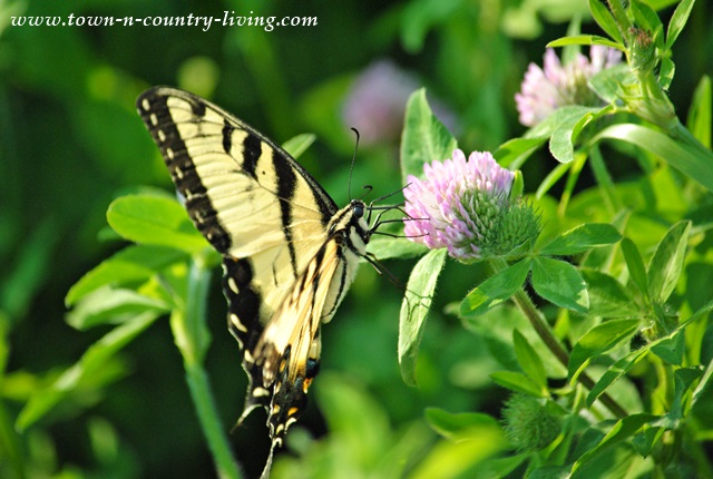 Tiger Swallowtail Butterfly enjoying the sweet nectar of a clover flower.