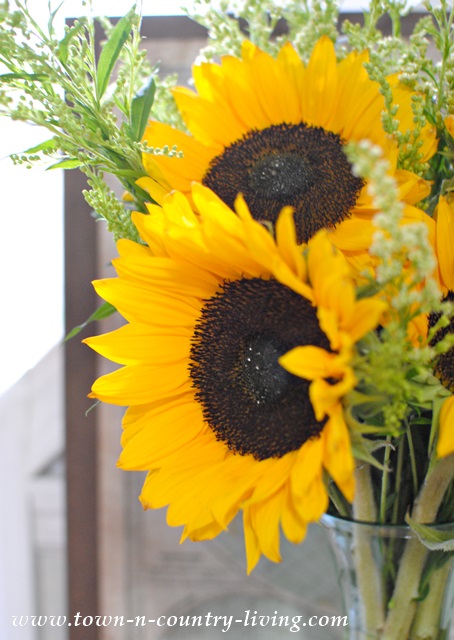 Late Summer Sunflowers