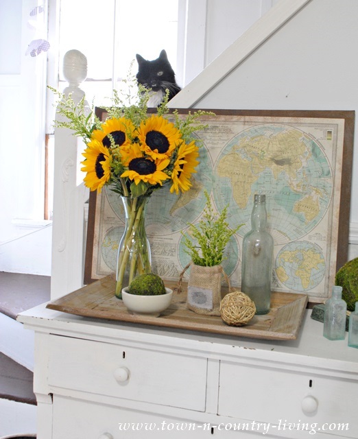 Late Summer Vignette with Sunflowers and Patches the Kitty