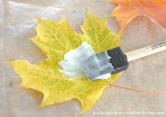 How to preserve Fall leaves with Mod Podge