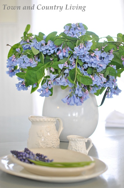 Virginia Bluebells from the garden make a striking centerpiece in an enamelware pitcher