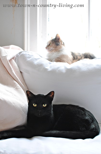 Felix and Stella take up residence on the sectional sofa. They're the reasons why a drop cloth slipcover is needed. 