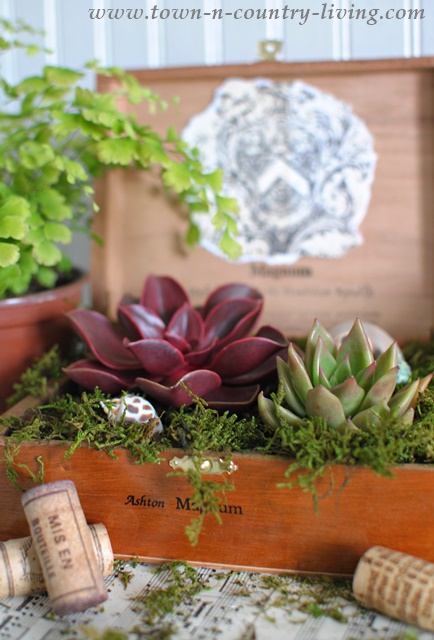 How to turn a simple cigar box into a planter for succulents