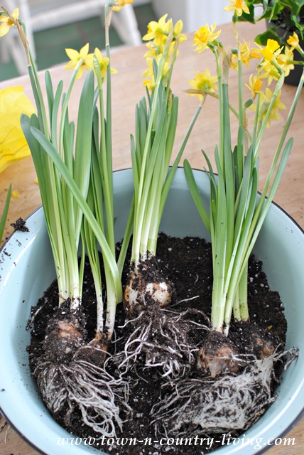 How to divide flowering bulbs for re-potting