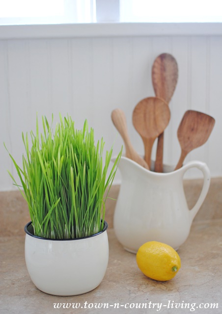Wheat Grass Plant used as Kitchen Decor