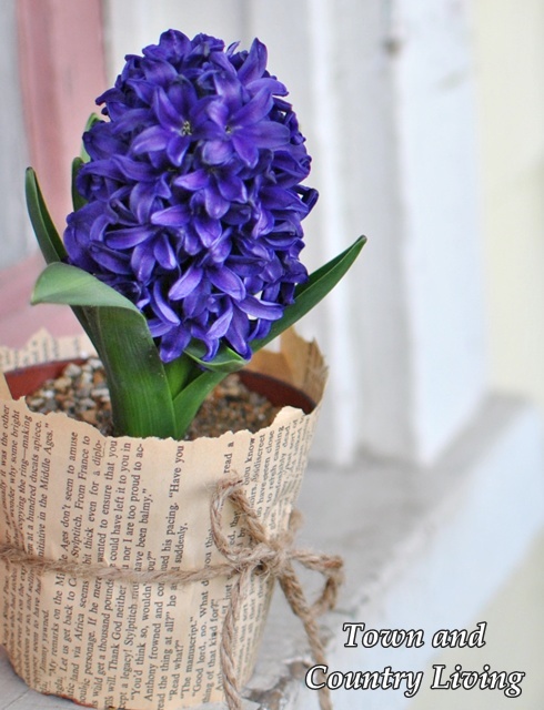 Hyacinth in a garden pot wrapped with a book page