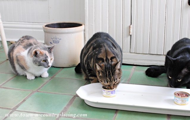 Farmhouse Kitties Enjoying Dinner