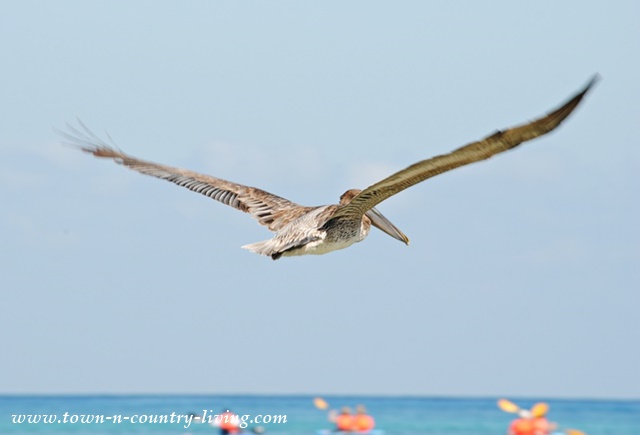Pelican in Cozumel