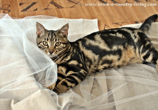 Puddy the Cat playing with Tulle fabric