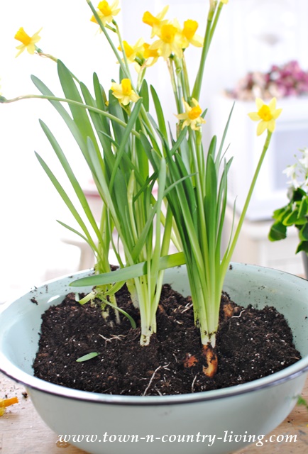 How to re-pot spring bulbs