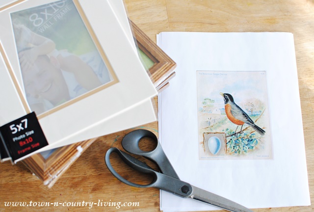 Supplies for framing bird prints, which are free for you to download and frame.