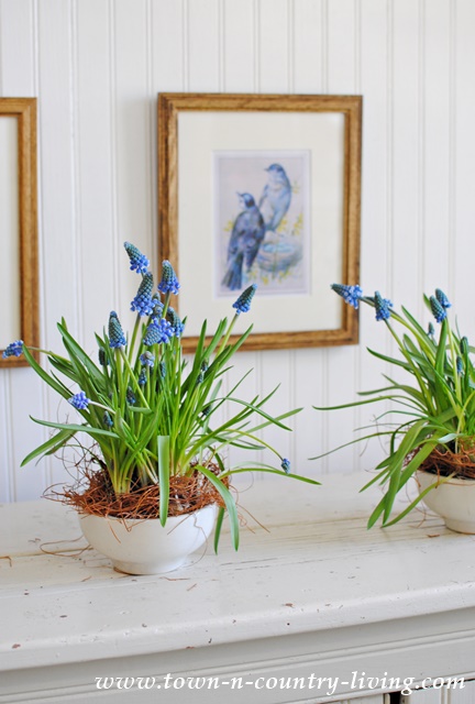 Indoor Gardening with Grape Hyacinths