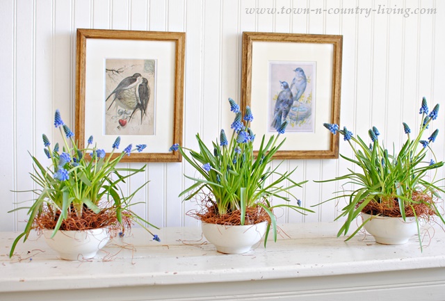 Indoor Gardening with Grape Hyacinths