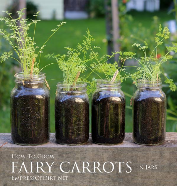 How to grow fairy carrots in jars