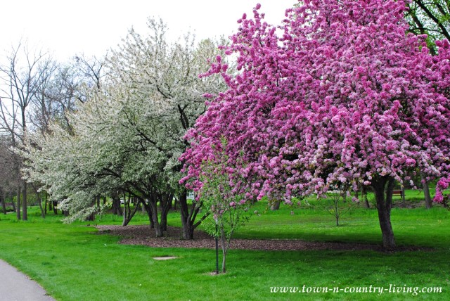 Pink Apple Blossoms in Mount St. Mary's Park in St. Charles, Illinois