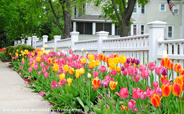 Tulips hugging a white picket fence