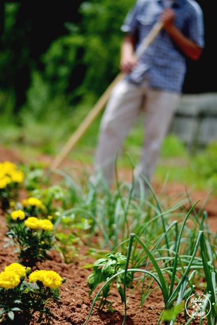 How to control weeds in the garden