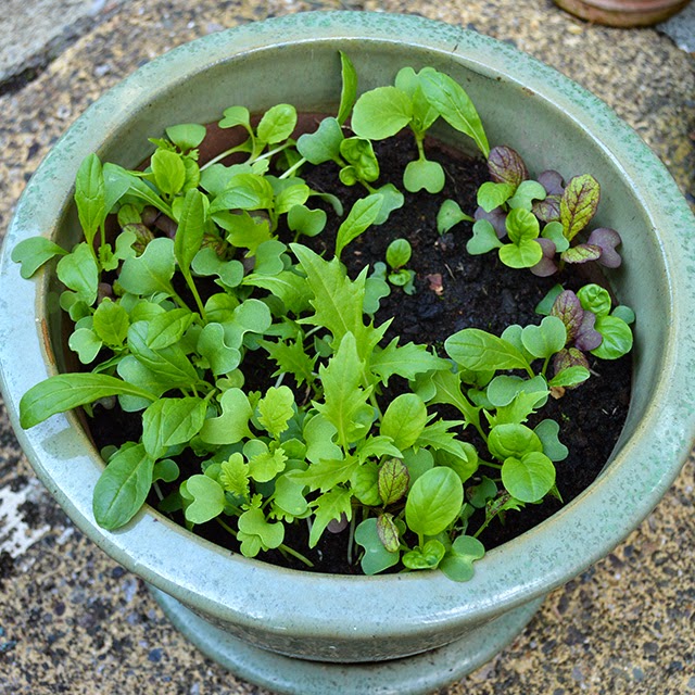 How to grow baby leaf greens