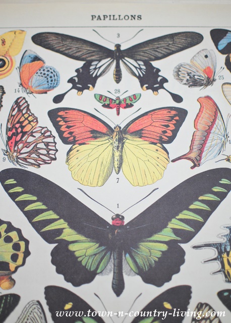Vintage Butterfly Poster