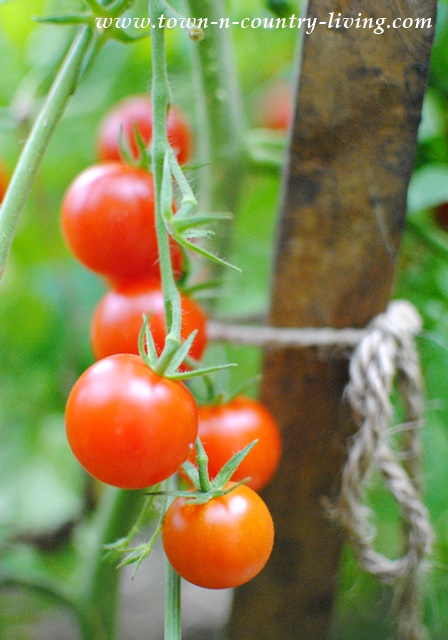 Cherry Tomatoes in a Vegetable Garden