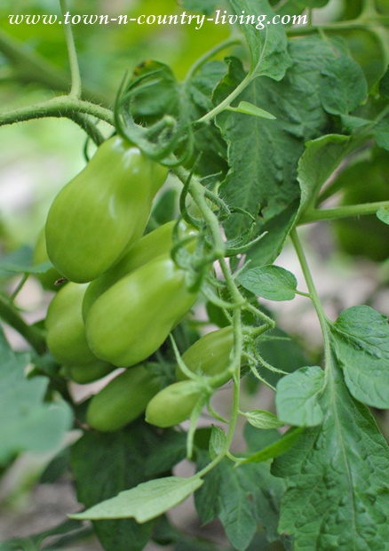 San Marzano Tomatoes