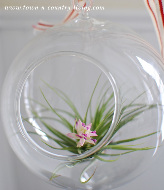 Air Plants only Flower Once in their Lifetime