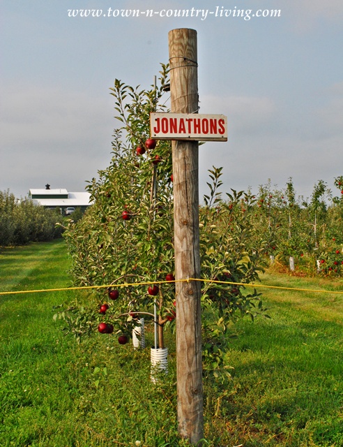 Jonathon Apples in the Apple Orchard