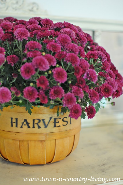 Fall Mums in a Harvest Basket